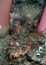 Banda Sea 2018 - DSC05520_rc - Tasseled scorpionfish - Poisson scorpion a houpe - Scorpaenopsis oxycephala